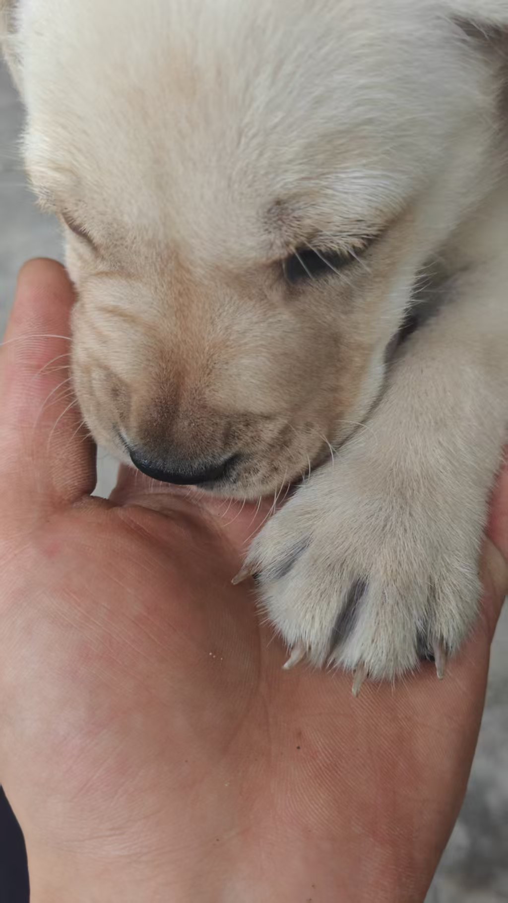 拉布拉多幼犬转让，家里不让养了，公，三个月以下，已经接种狂犬疫苗，健康活